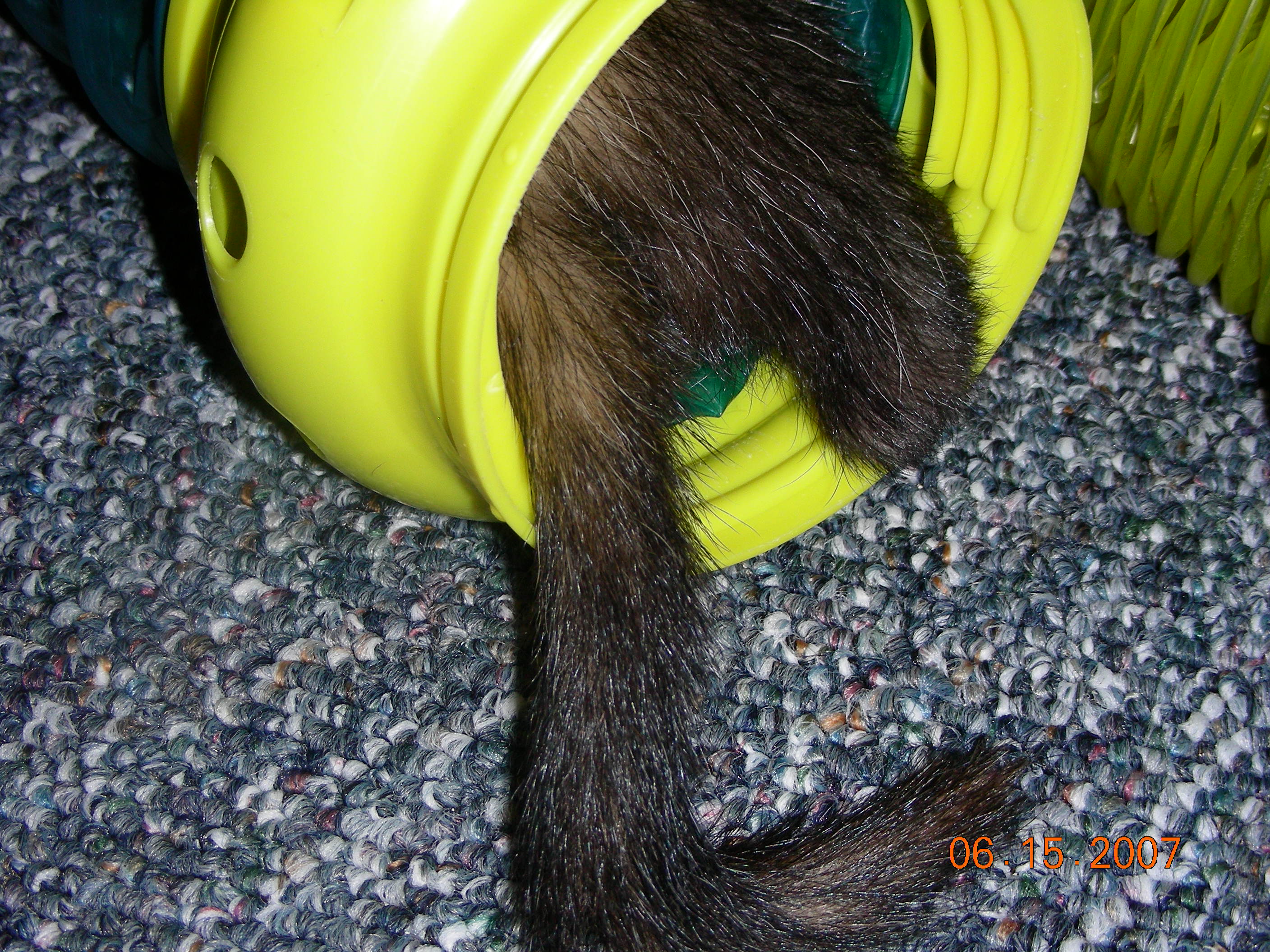 ./2007/Kerr Lake Eagles Nest/June15/DSCN1174.JPG